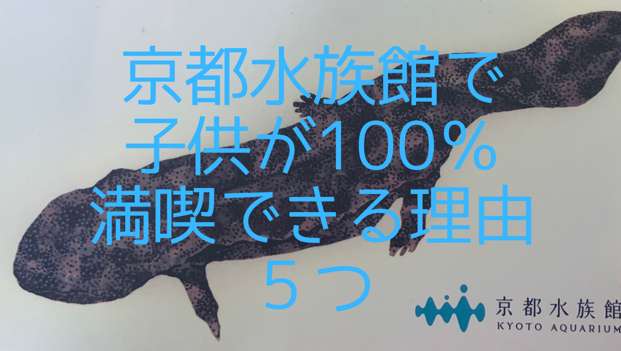 京都水族館で子供が100 満喫できる理由 ５つ 子どものお気に入り