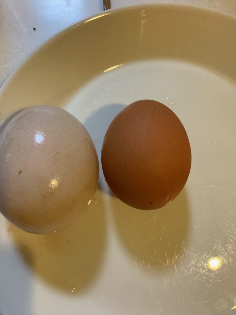 自由研究に簡単 おうちで卵の殻が酢で溶けるか実験してみました 子どものお気に入り